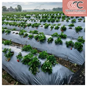 Agriculture Mulch Films